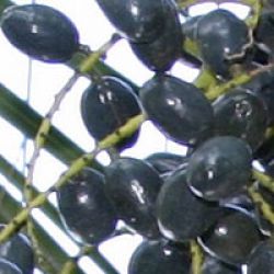 Açai Berry