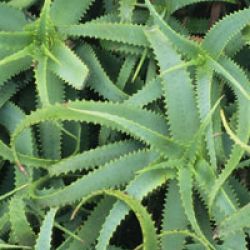 Aloe