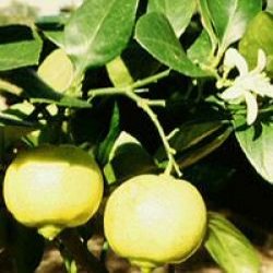 Italian Bergamot Tree