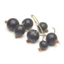 Black Currant