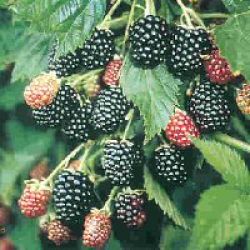Blackberry