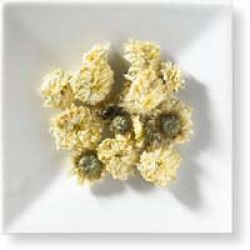 Chrysanthemum