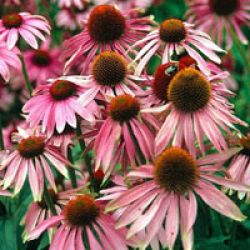 Echinacea