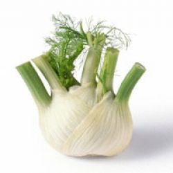 Fennel