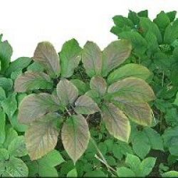 Ginseng