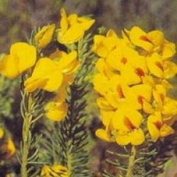 Honeybush