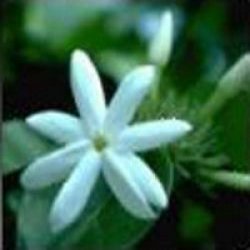 Jasmine