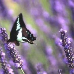 Lavender