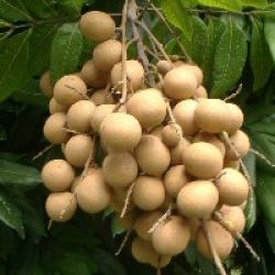 Longan