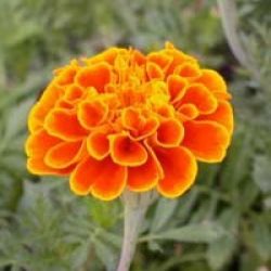 Marigold