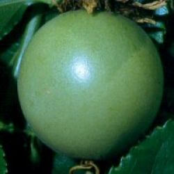 Passion fruit