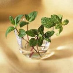 Peppermint