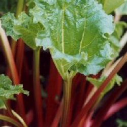 Rhubarb