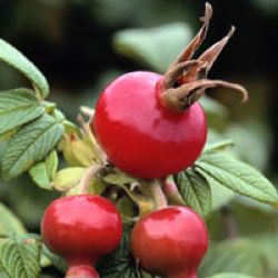 Rosehip