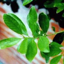 Yerba Maté